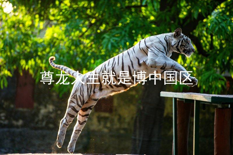 尊龙人生就是博中国区