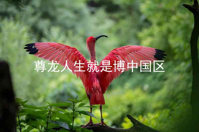 尊龙人生就是博中国区