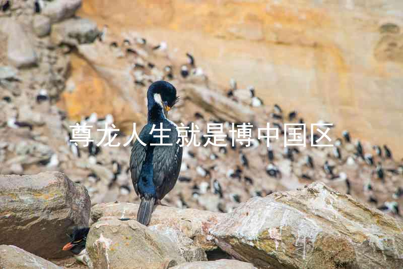 尊龙人生就是博中国区